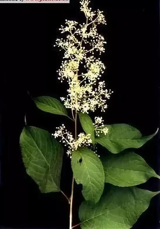 这4种花卉很漂亮花量大观赏度高,20种漂亮花好看不好养