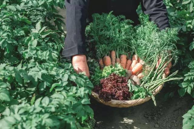 他在大理租下23个足球场大的地方，种菜、养牛、建农场日子过成诗