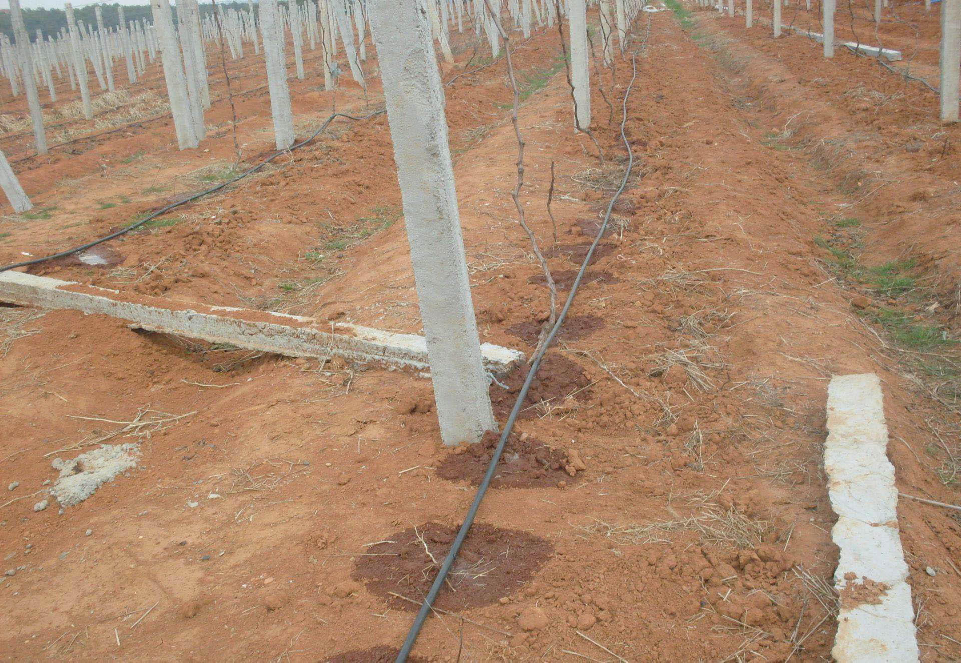 新栽葡萄树苗如何管理,刚种的葡萄苗怎样管理