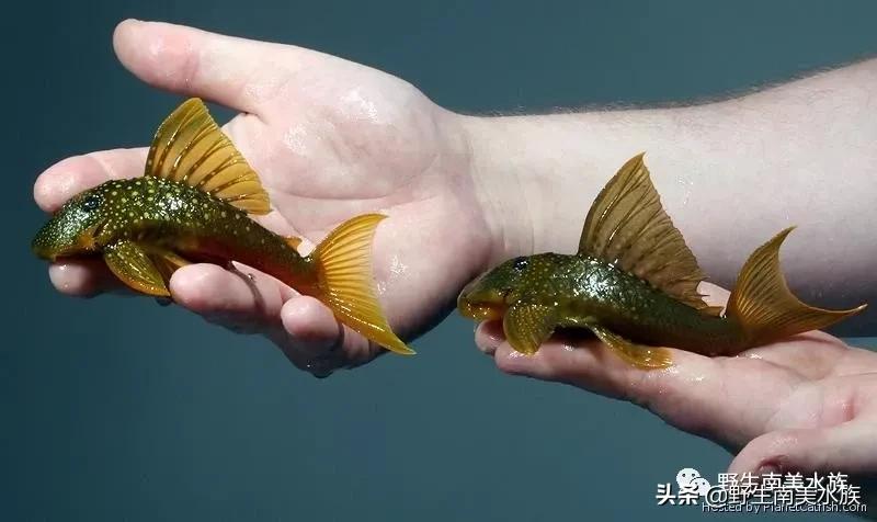 每天认识一种鱼,鲨帆金钻