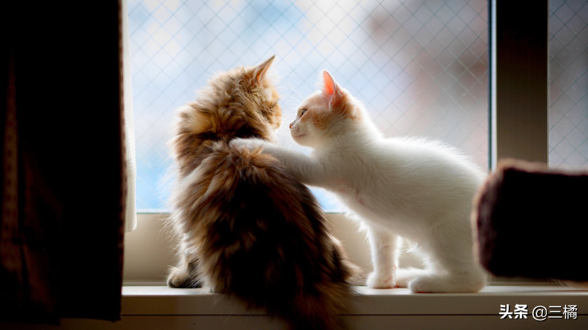 带猫咪出远门怎样解决排泄,出远门猫咪在家猫毛被抓破了