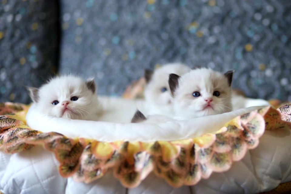 宠物猫行业前景如何,为什么宠物行业利润大