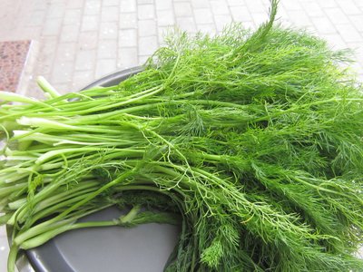 小茴香菜有特殊香味吗,茴香菜具有一种特殊的香气