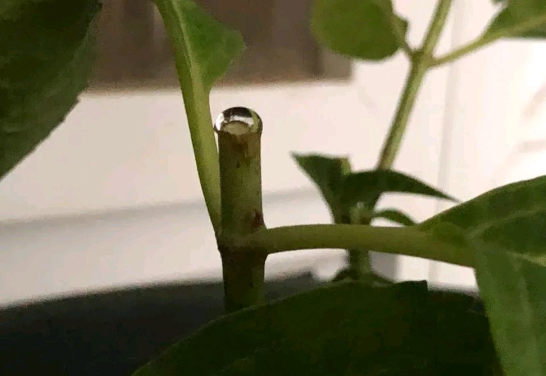 绣球修剪后发芽叶子枯萎,修剪绣球后浇水出现了伤流怎么办