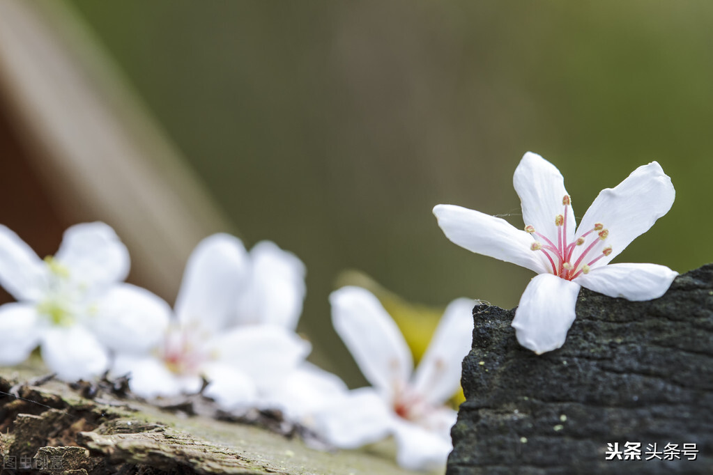 油桐花开时,四月又到油桐花开时