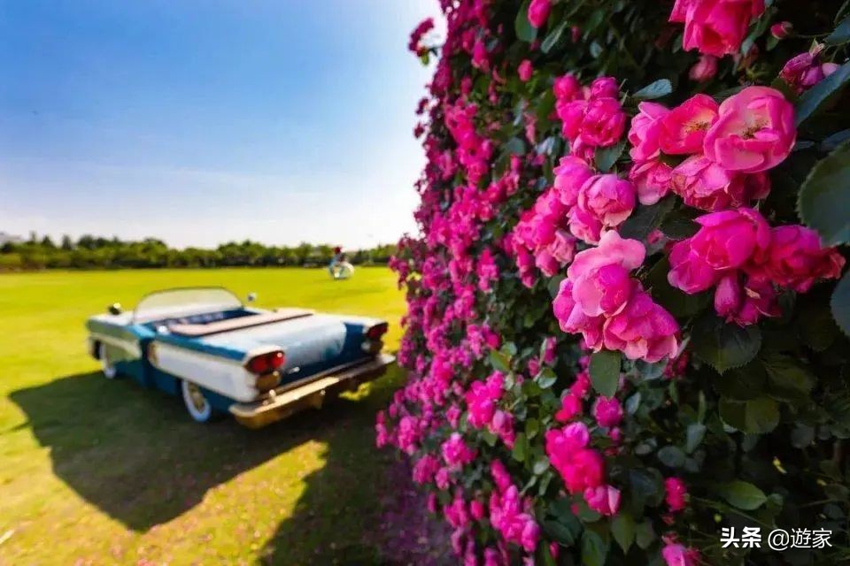 又到了薰衣草盛开的季节,上海市薰衣草花海