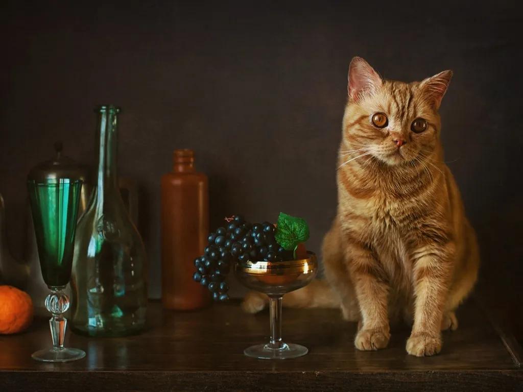 哪些食物和植物对猫咪有害,猫咪不能吃的十种食物有哪些