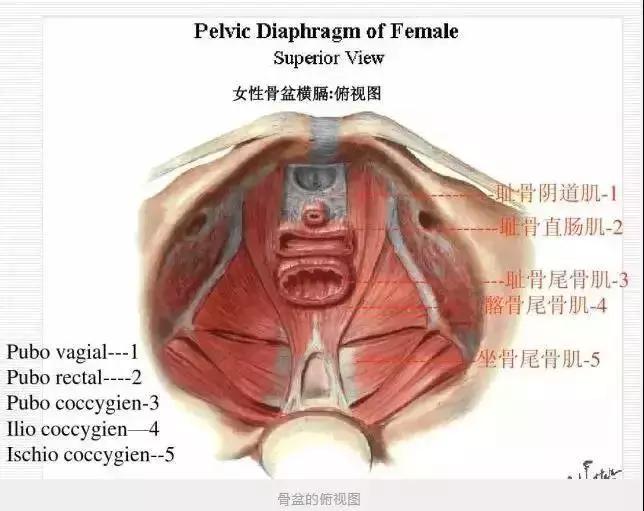 ella产后修复动作,ella产后漏尿做的什么手术