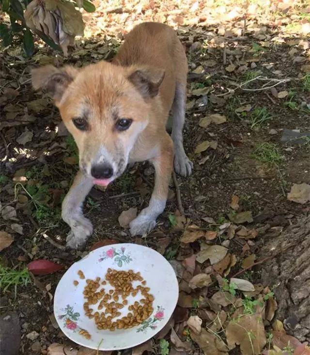 被流浪狗咬了谁负责,街上被流浪狗咬了谁负责