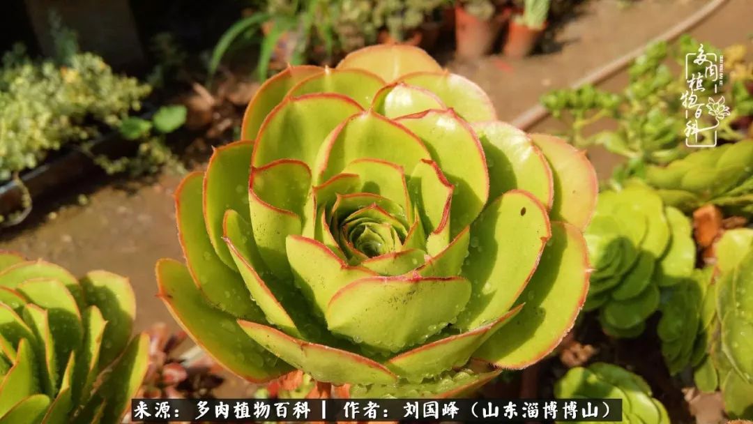 多肉安全度夏技巧,多肉如何度夏教学