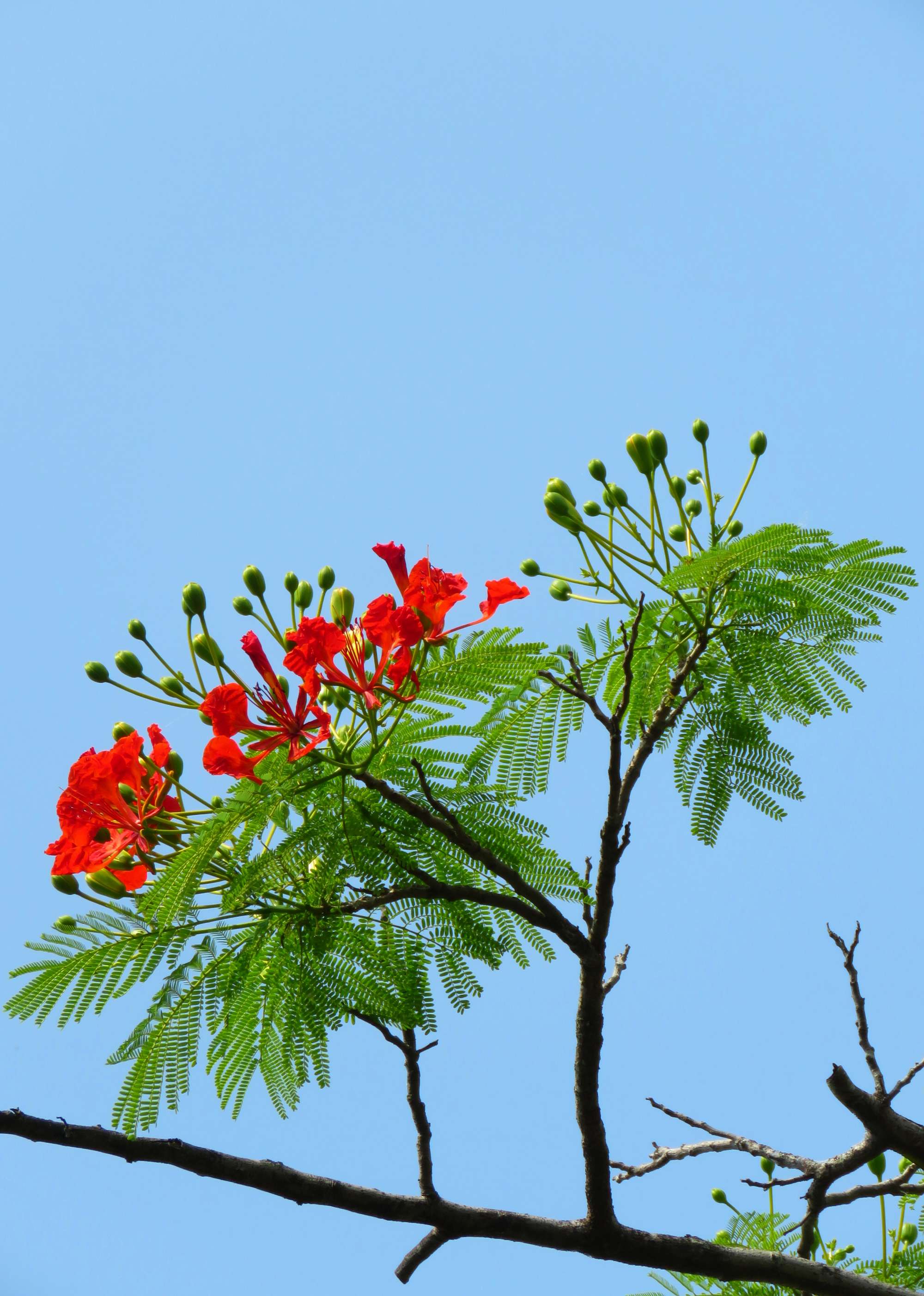 毕业季的凤凰花和栀子花,毕业季凤凰花开的时候