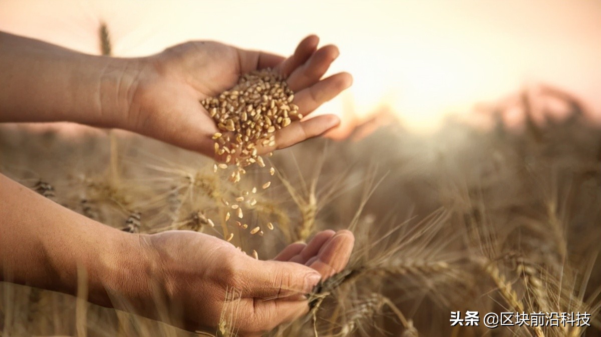 粮食中的“芯片”同样受限，被加价几十倍也不得不购买