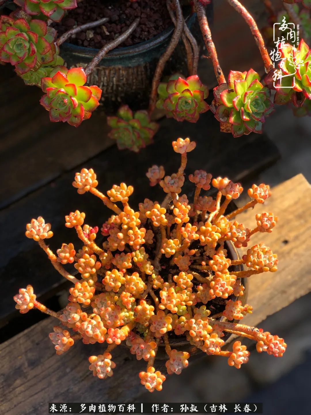 与多肉一起成长,与多肉相伴