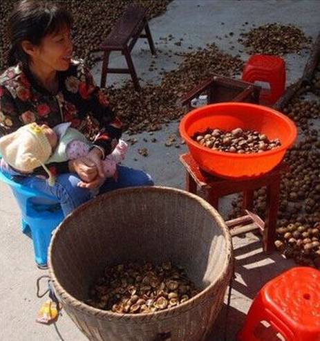 都说茶油好，但茶油的惊人作用，兴宁人知道吗？