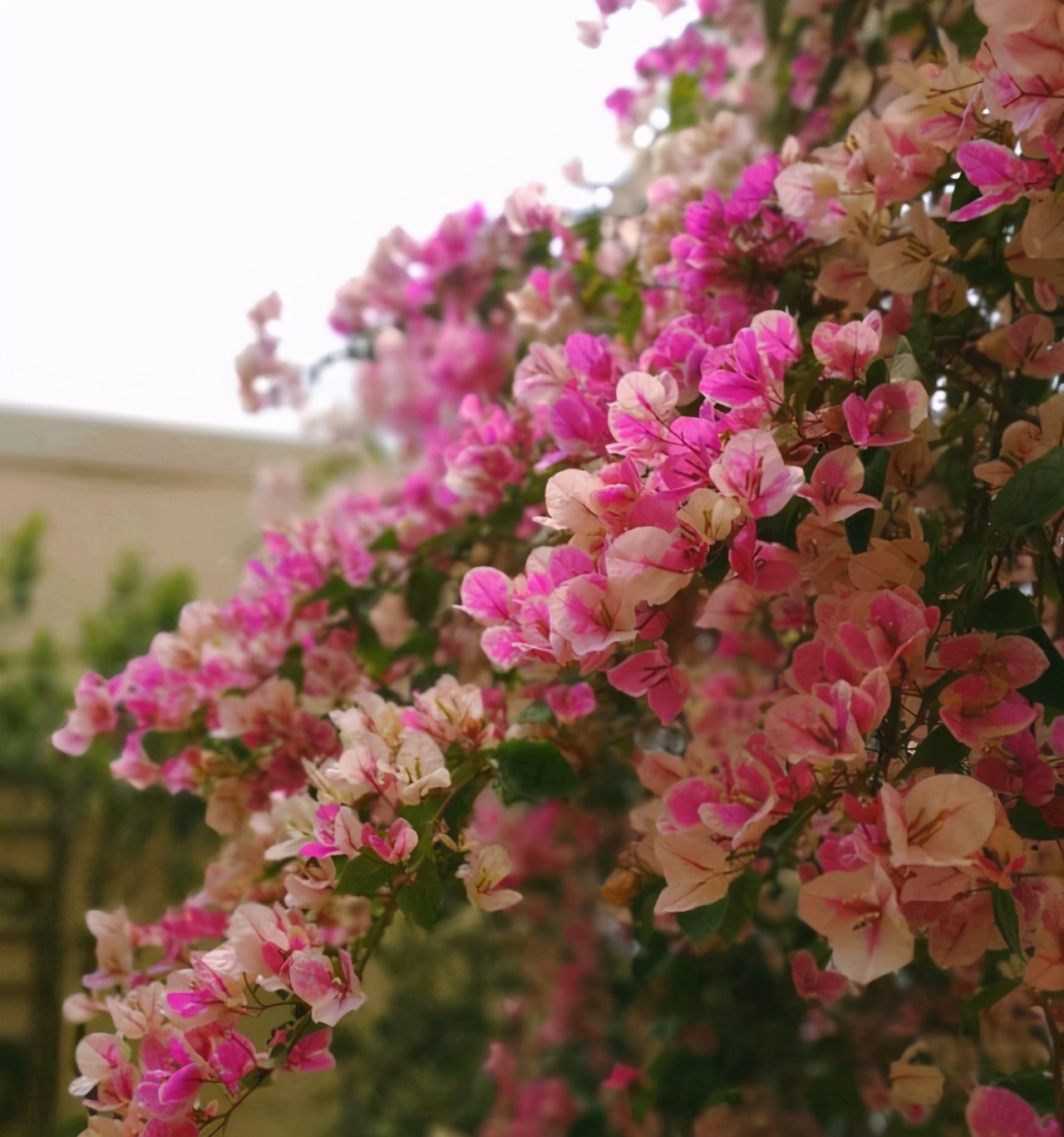 三角梅怎么养成瀑布,三角梅长成瀑布需要多大的盆