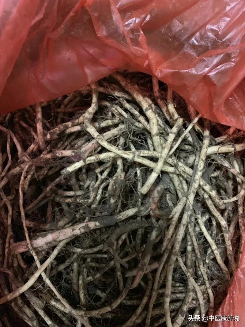 #药食同源篇#第六十八课“天然抗生素”鱼腥草