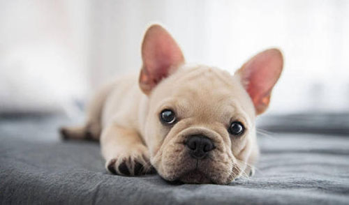 狗狗例假突然不吃饭了没精神,狗狗例假不爱动正常吗