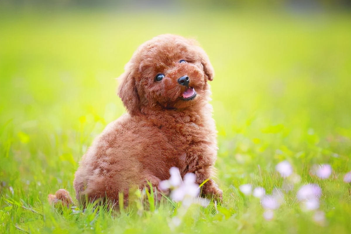 泰迪交配时，不要强行将它们分开，这样伤害很大