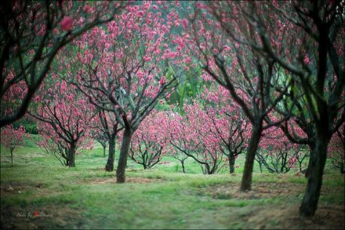 中国诗词大会董卿咏梅,诗词大会第四季第七场董卿开场白