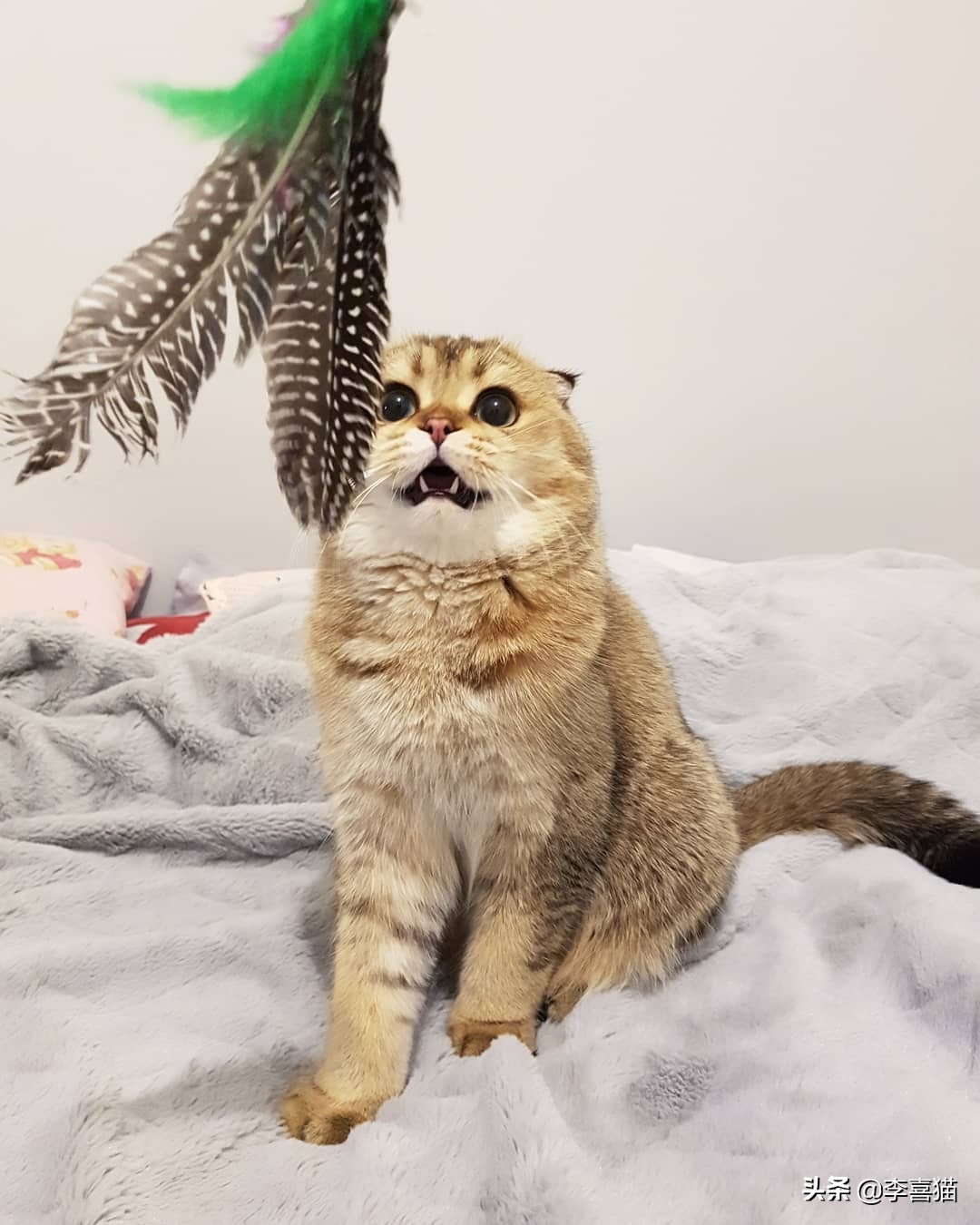 铲屎官必知不要做猫咪讨厌的事,猫咪饲养6大误区铲屎官们要关注