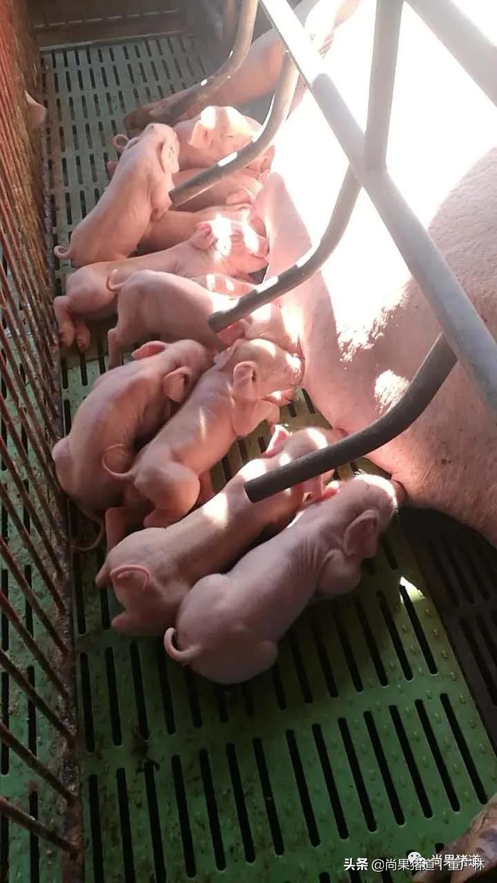 对于初产母猪问题频发的几点经验分享