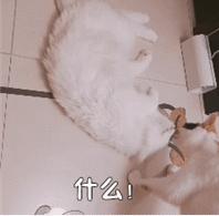 全国连锁宠物海陆空托运,猫咪托运攻略国外
