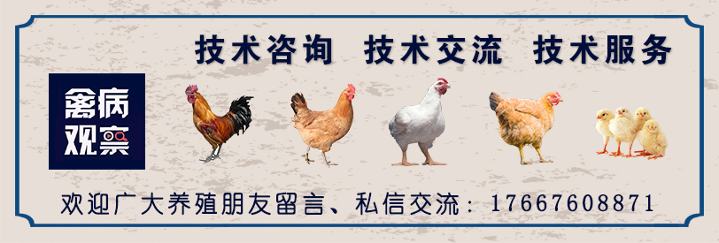 鸡群防疫之后的呼吸道怎么处理,鸡群冷应激会出现呼吸道症状吗