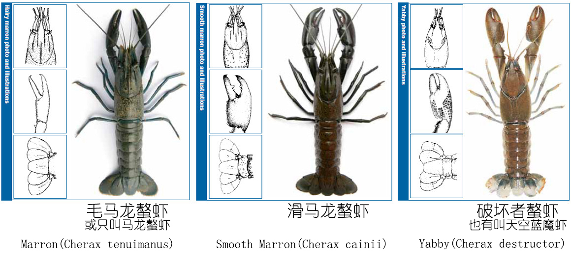 食物扫盲认识小龙虾,餐桌上的动物以及分类