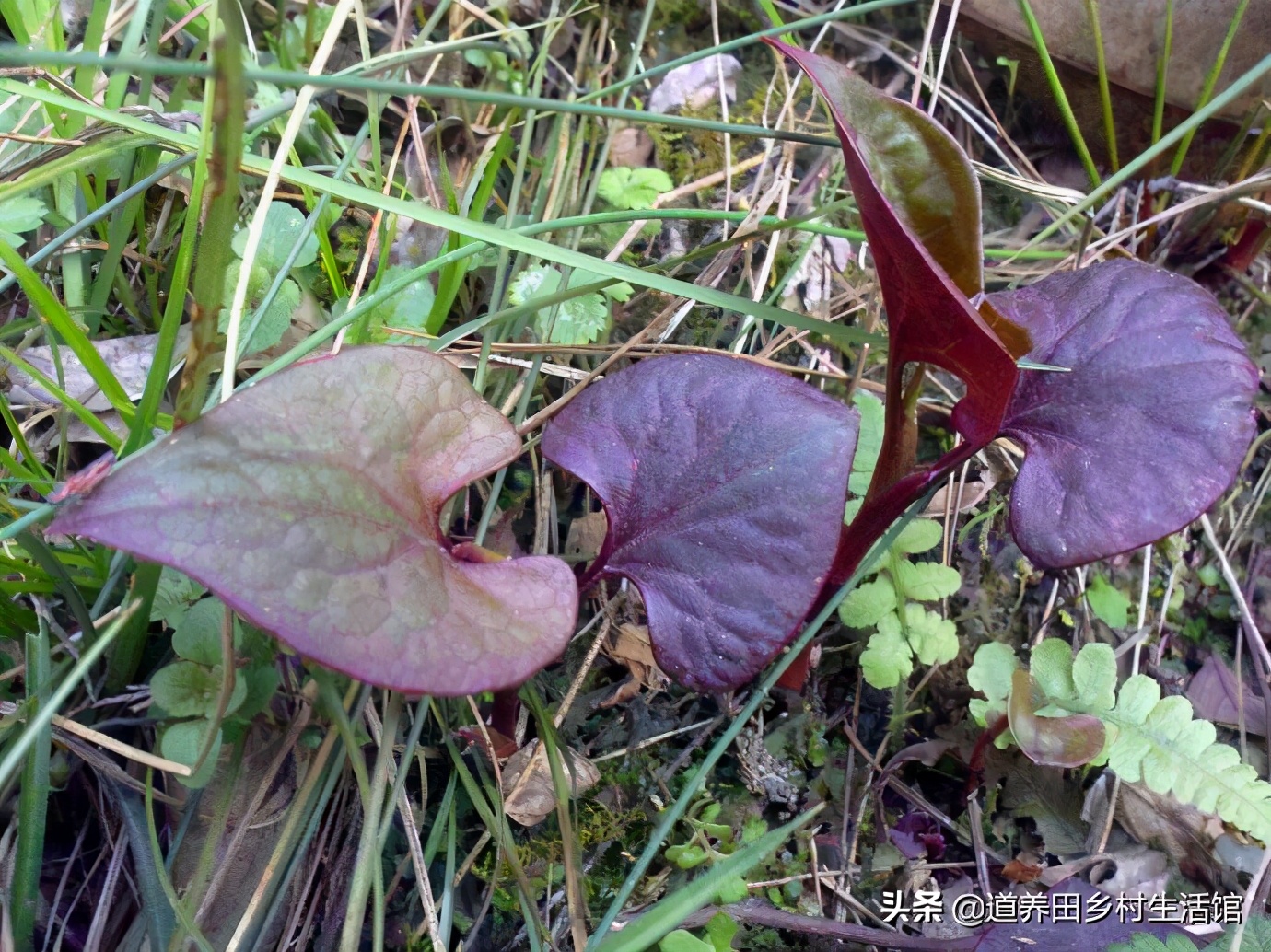 折耳根不好吃,折耳根不新鲜