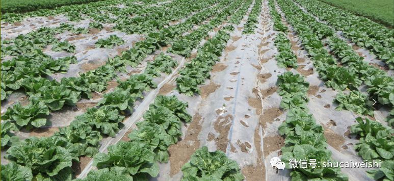 细菌感染不用吃药能好吗,细菌感冒不用吃药自愈