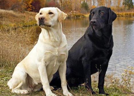 辟谣怀孕不能做的事,官方辟谣怀孕不能养狗