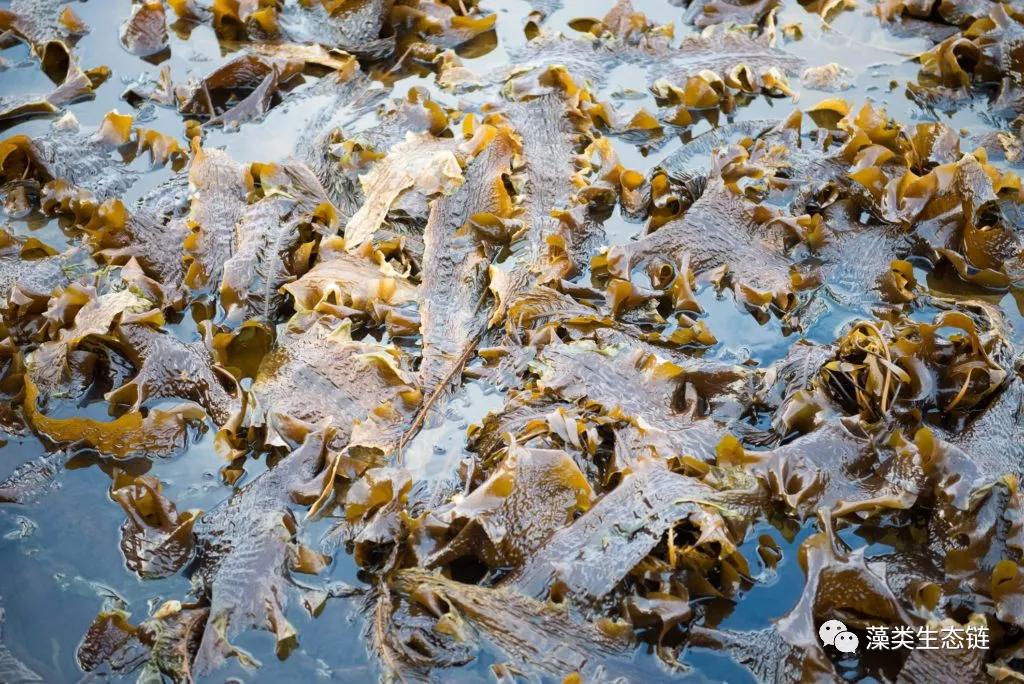 藻类提取物护肤,藻类提取物护肤品