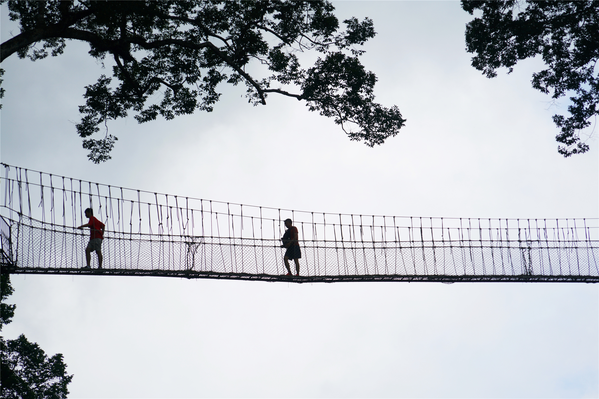 西双版纳望天树有多高,西双版纳望天树攀爬