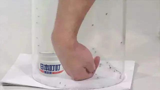 用什么方法灭蚊子最管用,灭蚊子的土方法