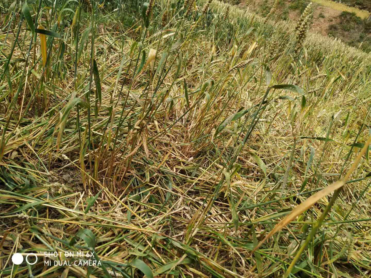 野猪成灾成灾四川,野猪成灾成灾农民无法生活