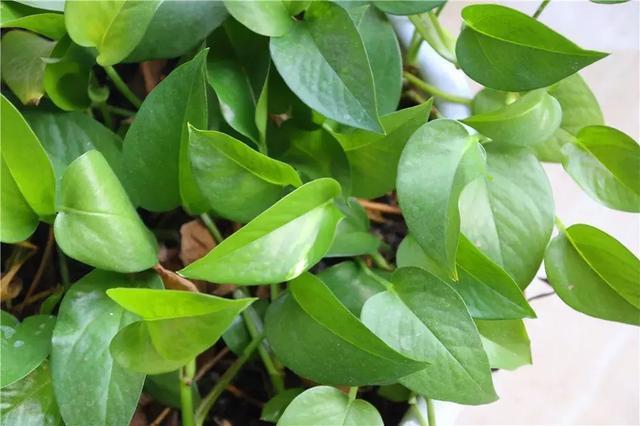 适合新手养的漂亮植物，价格便宜还好养活，来看看有没有你喜欢的