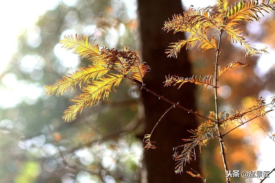 松柏盆景叶子黄了怎么办,松树盆景的松针发黄