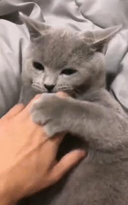 不谨慎把猫咪胡子弄掉了怎么办,猫的胡子掉了是怎么了