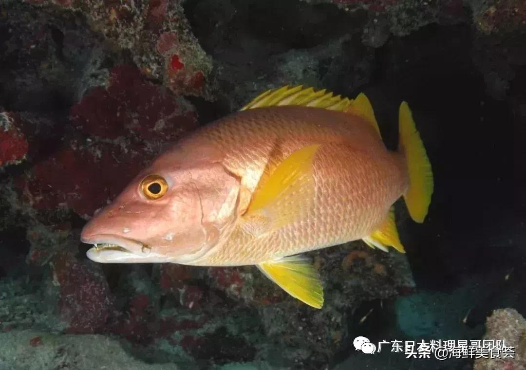 这5种淡水鱼值得多吃,中国最好吃的鱼类排行榜