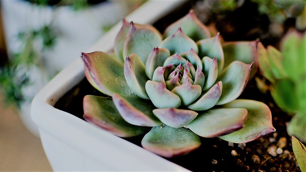 吉娃娃刚出芽怎么养护,种植多肉吉娃娃