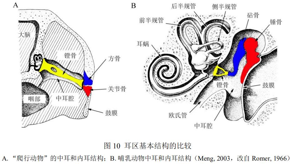 蜥蜴是怎么进化成哺乳动物,蜥蜴是怎么进化的