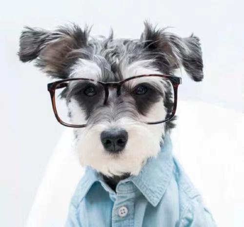 狗狗老是拉稀怎么办吃什么药管用,狗狗经常拉稀软便怎么办