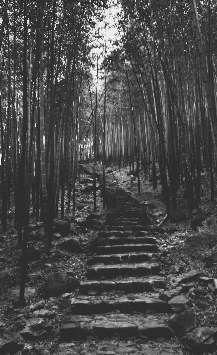 风景秀丽的宜兴竹海,漫步竹林呼吸大自然的清新