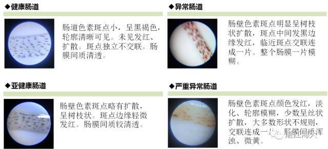 对虾养殖技术与控料,对虾养殖快速生长期怎样加料