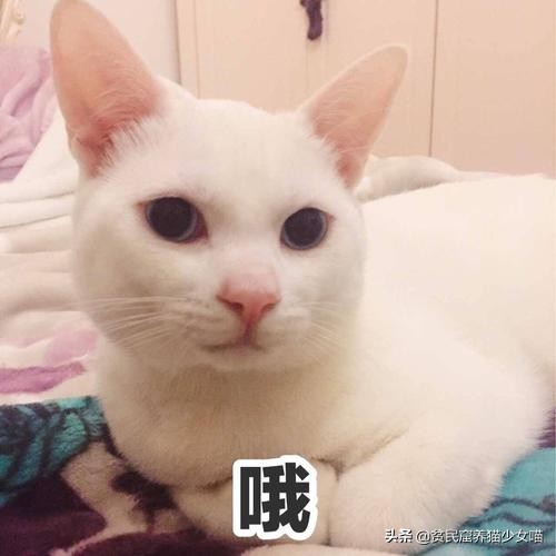 铲屎官每个月花多少钱,铲屎官日常挣奶粉钱