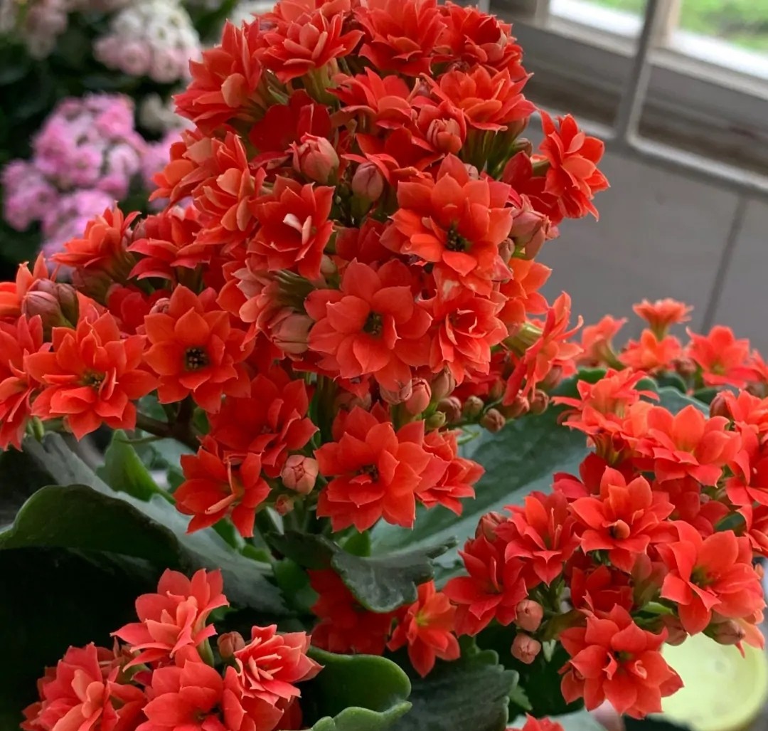 长寿花单瓣品种大全,长寿花100种颜色图片