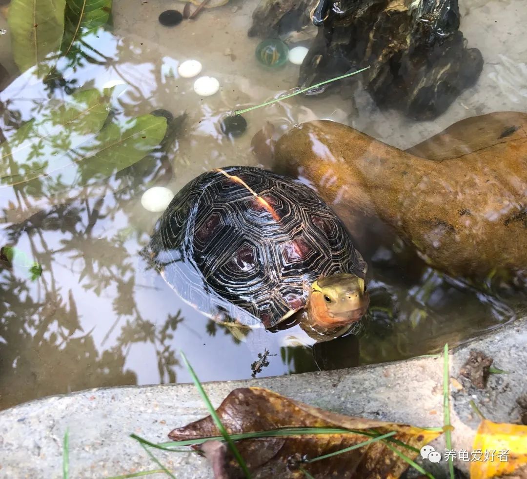 养龟水一天就发臭怎么回事呢,养龟缸一天不换水就臭了