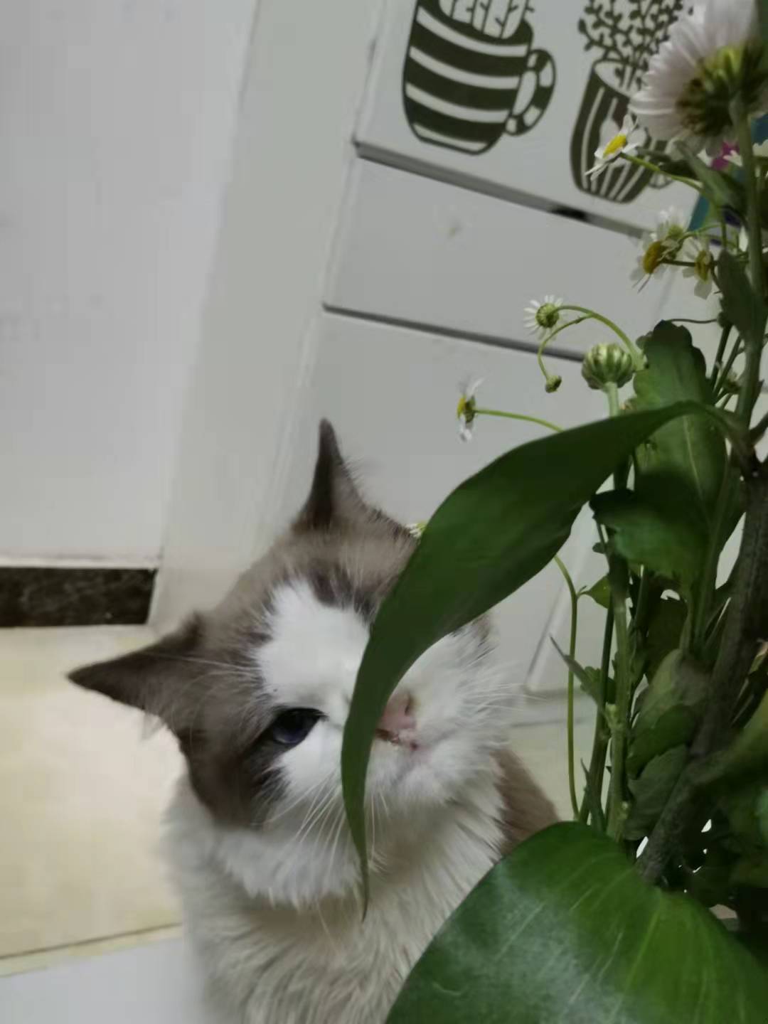 养猫前需要准备哪些用品多少钱,养猫前准备物品要多少钱