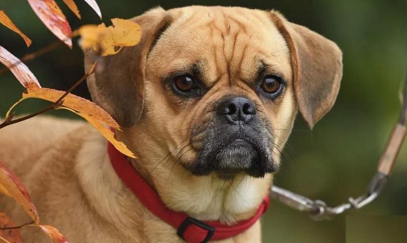 串串狗是什么犬种,串串狗到底是什么犬种
