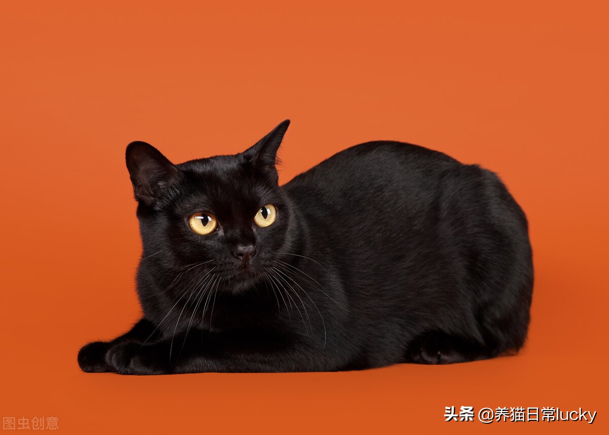 盘点那些非常好看的猫,盘点世界上最好看的猫